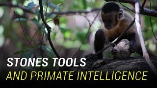 Monkeys and Chimpanzees have entered the Stone Age [upl. by Hibbitts]