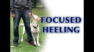 Dog Training Tips Intermediate Heeling [upl. by Yenettirb]