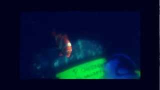 P Sherman 42 Wallaby Way Sydney  Dory Finding Nemo 2003 [upl. by Jere]