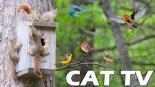 TV FOR CAT 😸🎥 Squirrel And Bird Visit The Bird Feeder 🐿🦜 Bird Chirping Sounds Entertain Your Cats 🌸 [upl. by Sikko]