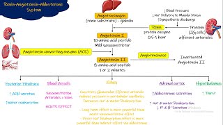 Renin Angiotensin Aldosterone System Chapter 19 part 5 Guyton and Hall Physiology [upl. by Issirk]