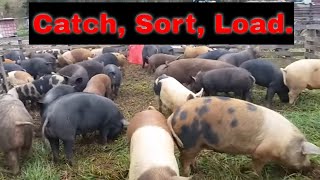 Corralling and sorting pastured pigs [upl. by Amyaj]