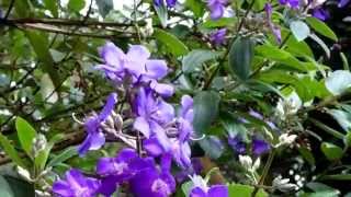 Semidecandra o Tibouchina Urvilleana [upl. by Anier549]