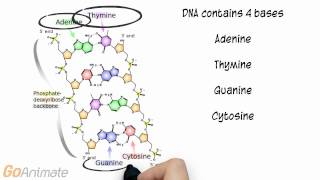 DNA and RNA Structure for Anatomy and Physiology [upl. by Iasi]