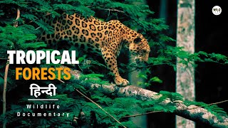 Tropical Forests  हिन्दी डॉक्यूमेंट्री  Wildlife documentary in Hindi [upl. by Wrightson166]