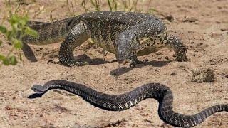 COBRA MORTAL É DEVORADA VIVA POR LAGARTO [upl. by Alih]