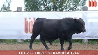 Lot 23  Triple B Travolta T244 [upl. by Wyler639]