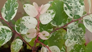 A Balcony Garden MustHave  Bryenia Disticha  Snowbush Care Tips [upl. by Selena]