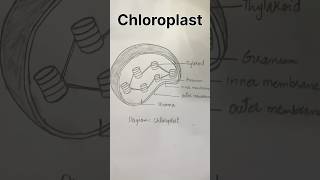 Chloroplast diagram shorts [upl. by Atihcnoc]