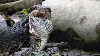 Cottonmouth vs Rattlesnake 03  Cottonmouth Kills amp Eats Rattlesnake [upl. by Huskamp719]