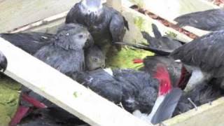 The unsustainable African Grey Parrot trade in South Africa [upl. by Eddie116]