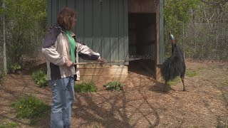 Why Cassowaries Are the Most Dangerous Bird on the Planet [upl. by Mowbray949]