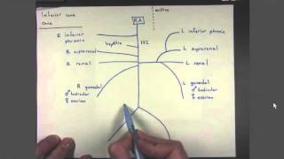 04 Veins of the Inferior Vena Cava [upl. by Arrad]