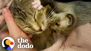 Kitten Left Without a Home is Adopted by One Special Momma  The Dodo Little But Fierce [upl. by Sunny]