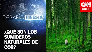 Desafío Tierra  Capítulo 96 ¿Qué son los sumideros naturales de CO2 [upl. by Kcirednek]