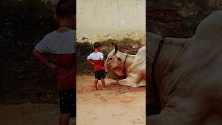 cow masti🐄🥰🙏 shorts shortsfeed youtubeshorts cowcowshorts [upl. by Clover885]