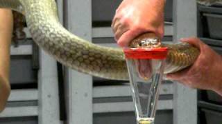 King Cobra Venom Extraction [upl. by Selhorst536]