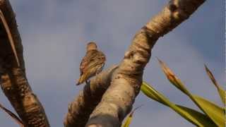 Australasian Figbird Sphecotheres vieilloti ♀  Australischer Feigenpirol 1 [upl. by Asiluj]