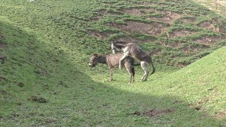 7 Lets take a look at the life of donkeys in beautiful nature—March 26 2022 [upl. by Larcher]