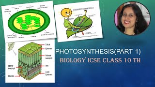 PhotosynthesisICSECBSE10thBiologyPart1chemicalequationSignificanceRawMaterialsChloroplast [upl. by Sells]