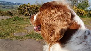 Welsh Springer Spaniel on Helsby Hill [upl. by Langley]