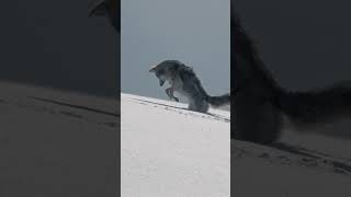 Coyote Hunting a Vole in Deep snow Yellowston National Park [upl. by Ahsiket412]