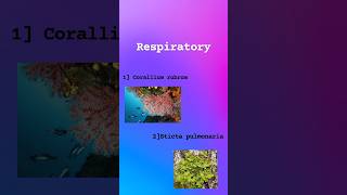 Corallium rubrum and sticta pul Respiratory symptoms [upl. by Tica291]