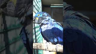 Hyacinth macaw Anodorhynchus hyacinthinus [upl. by Orit]