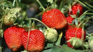 How to Grow Strawberries Organically  Complete Growing Guide [upl. by Bunow702]