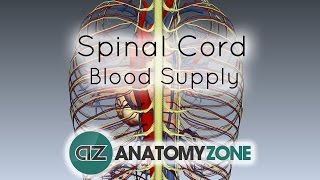 Spinal Cord Anatomy  Blood Supply  3D Anatomy Tutorial [upl. by Notsuoh]