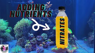 Managing Nutrients NO3 Nitrate  PO4 Phosphate in your Reef Tank  RED SEA REEFER NANO 28G [upl. by Giess]