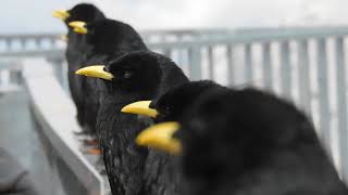 Alpine Chough doing what comes naturally D [upl. by Halil]