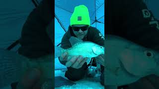 Nice Crappie Thru The Ice icefishing crappiefishing michigan [upl. by Ecnerolf167]