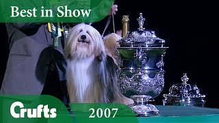 Tibetan Terrier wins Crufts Best In Show 2007  Crufts Classics [upl. by Fairweather]