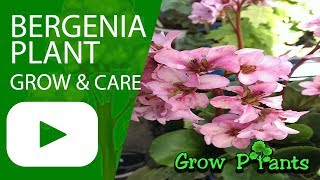 Bergenia  growing and care [upl. by Assylla]