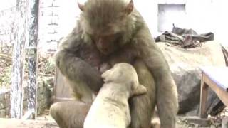 monkeypuppy love 1 1wmv [upl. by Menon]