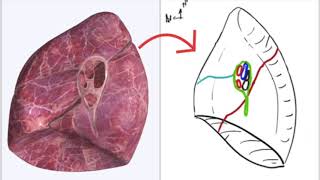 Appareil Respiratoire  Hile pulmonaire [upl. by Leban]