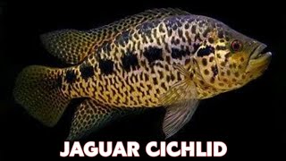 PARACHROMIS MANAGUENSIS  JAGUAR CICHLID [upl. by Carita]