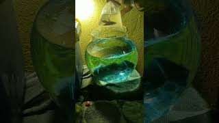 Bringing a Betta Fish to a New Home 🐟  shorts ytshort aquarium bettafish [upl. by Oiliduab694]