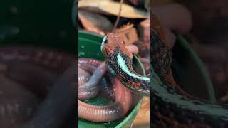 California redsided GARTER SNAKE slurping down EARTHWORMS Thamnophis sirtalis infernalis shorts [upl. by Odilia]