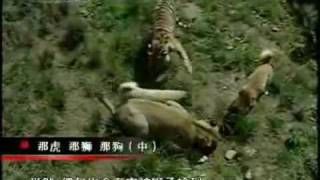 Turkish Kangal Dogs vs Tigers amp Lions [upl. by Kary]