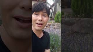 Lavender pruning tips  Lavandula angustifolia [upl. by Miquela]