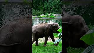 Happy the elephant takes a stroll Bronx Zoo  World Elephant Day 2023 [upl. by Annelise]