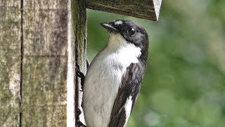 Pied Flycatcher Birds at Yarner Wood Devon  Male and Female [upl. by Tanhya]