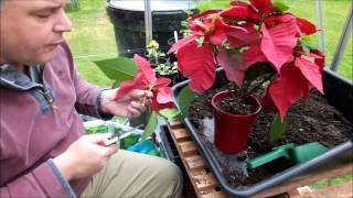 Cutting back and repotting my poinsettia Euphorbia pulcherrima [upl. by Ahsiened768]