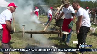 La pezzata torna a fare numeri da record a Capracotta [upl. by Enneirda]