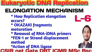 Eukaryotic DNA Replication L6 Elongation mechanism in detail amp concepts of Okazaki fragmentscsir [upl. by Rochelle]