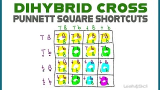 Dihybrid Cross Punnett Squares  MCAT Shortcut Mendelian Genetics Part 2 [upl. by Akel483]