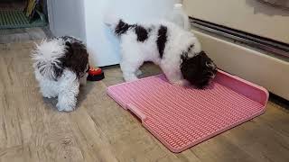 Puppies Pooped All Day  Day 73  Puppies Journey [upl. by Root]