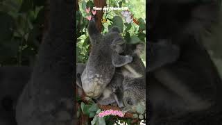 Adorable Koala Bear Baby amp Her Adorable Mother Koala Babies Are Called Joeys Too So Cute Enjoy [upl. by Vivyanne]